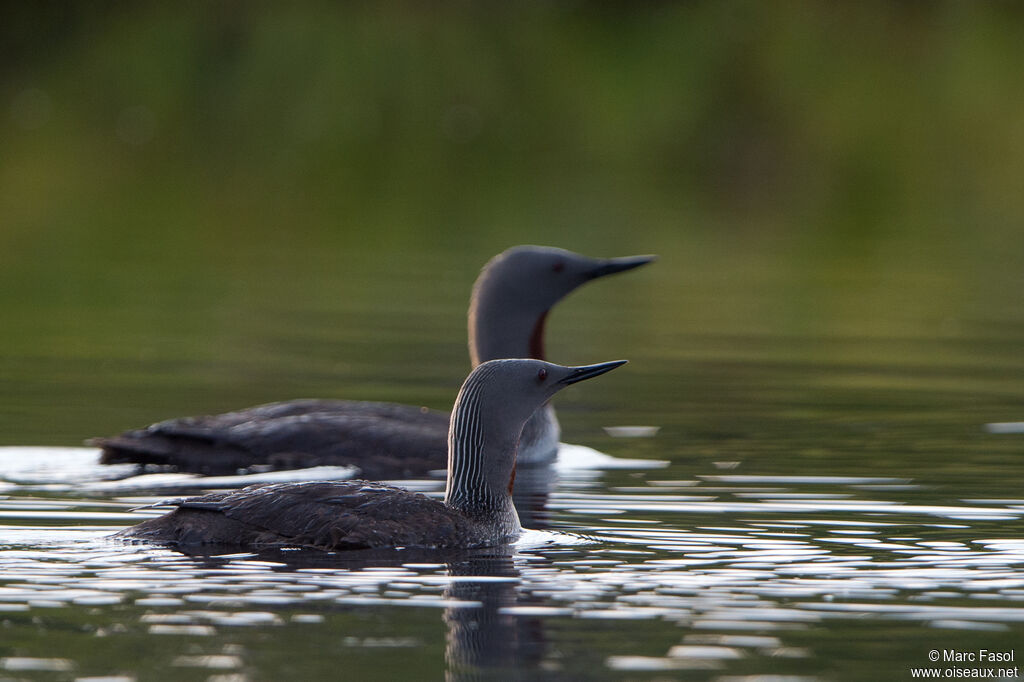 Red-throated Loonadult breeding