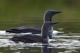 Red-throated Loon