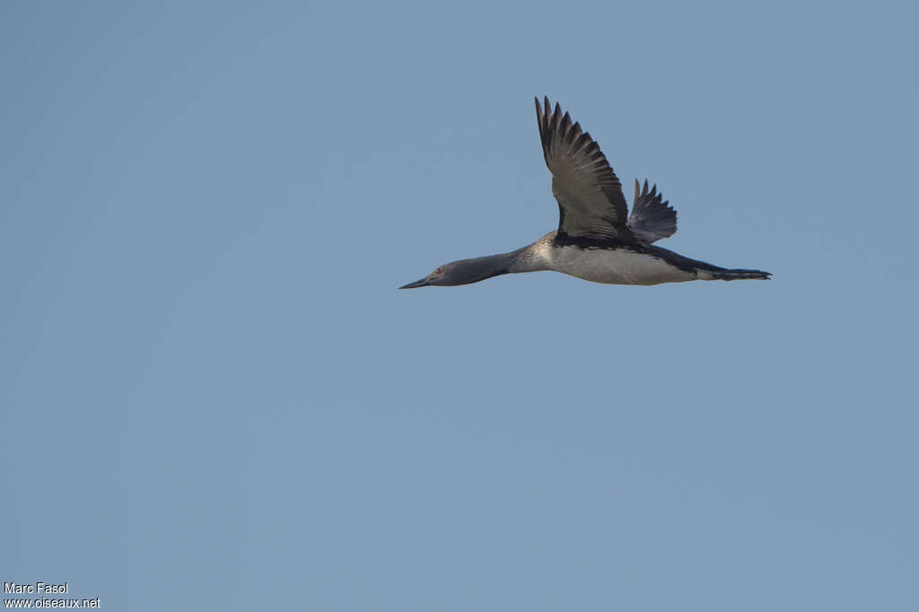 Red-throated Loonadult, Flight, Behaviour