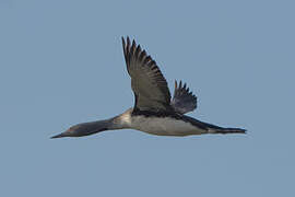 Plongeon catmarin