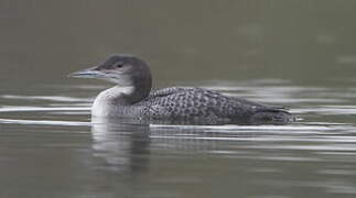 Common Loon