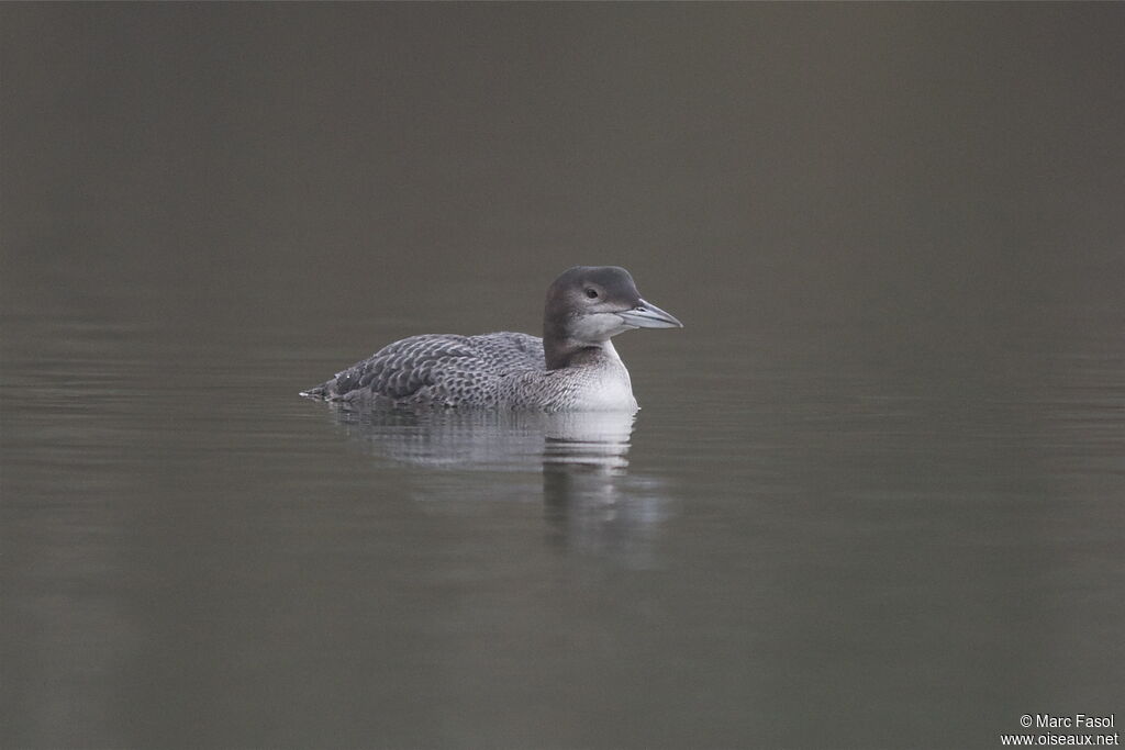 Common Loonjuvenile, identification