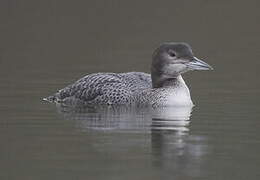 Common Loon