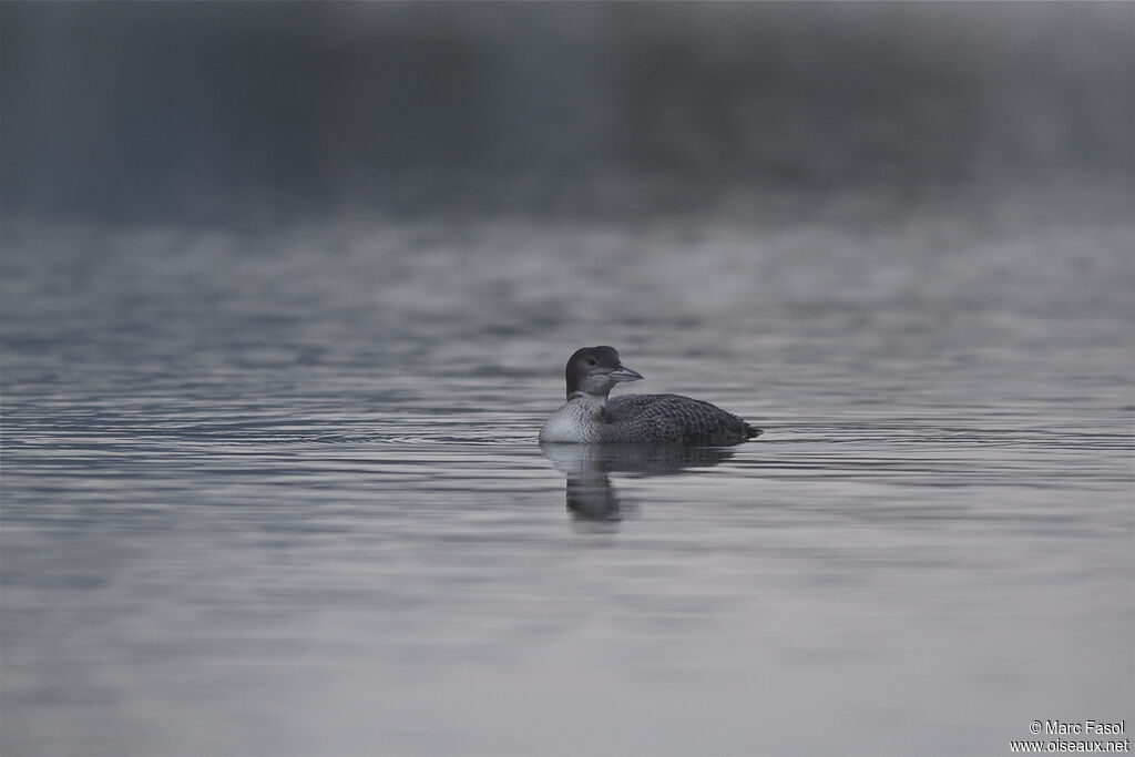 Common Loonjuvenile, identification