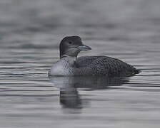 Common Loon