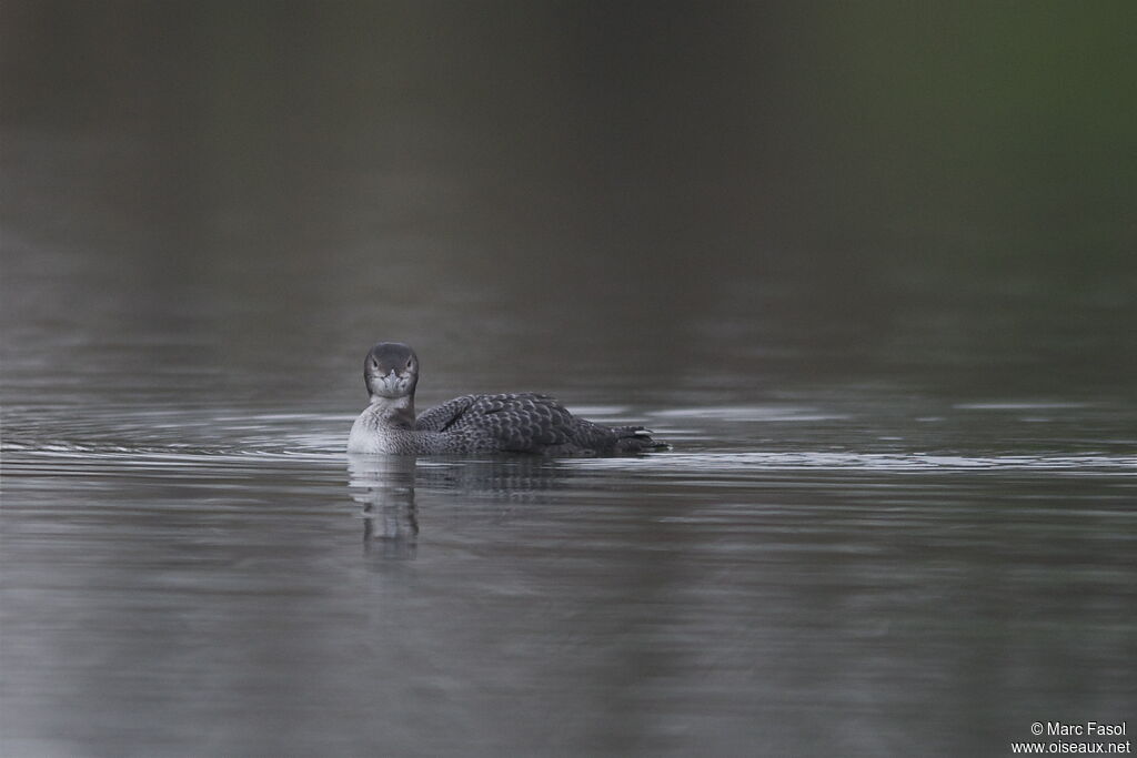 Plongeon imbrinjuvénile, identification