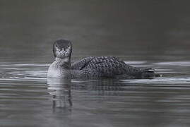 Common Loon