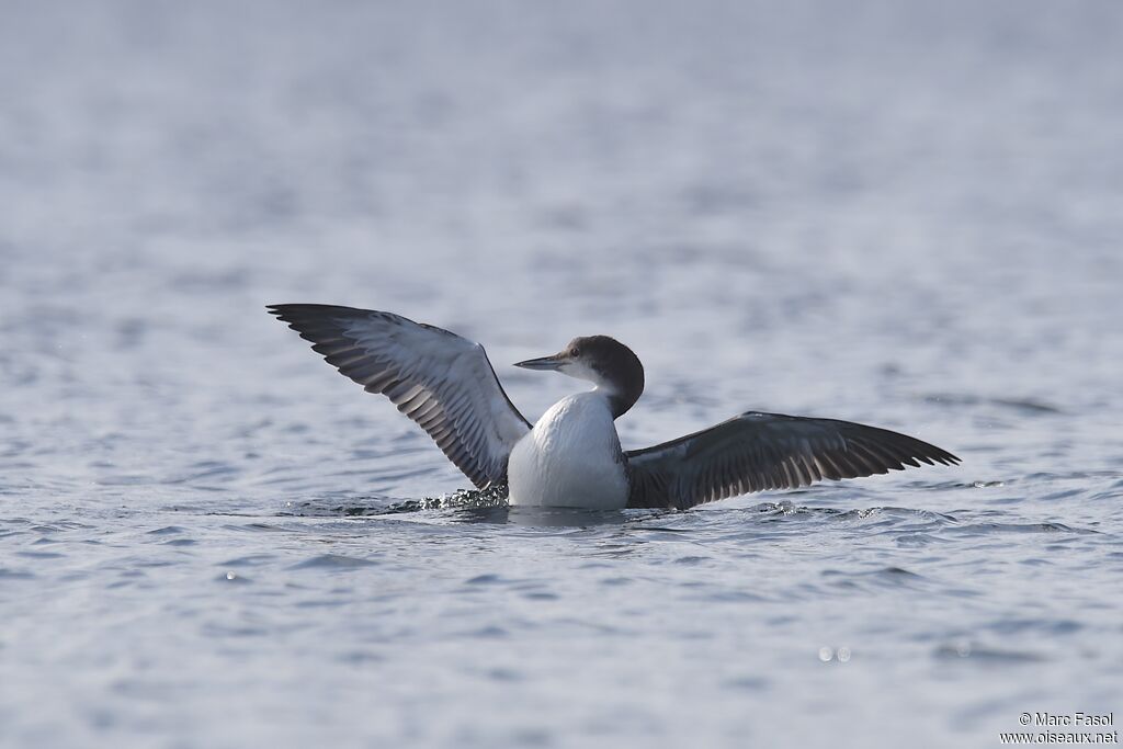 Plongeon imbrinimmature, identification, Comportement