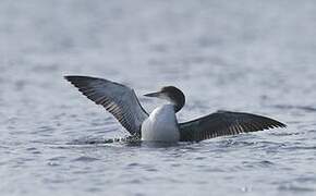 Common Loon