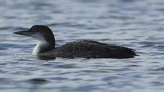 Common Loon