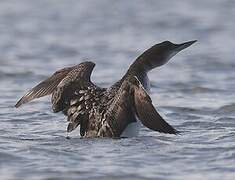 Common Loon