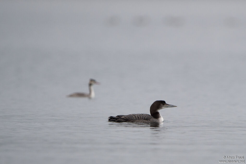 Plongeon imbrin1ère année, identification