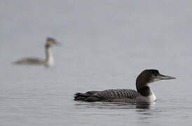 Common Loon