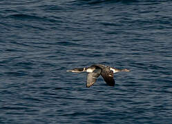 Plongeon imbrin