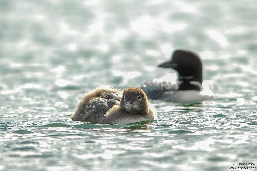 Plongeon imbrin femelle Poussin, Nidification