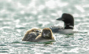 Plongeon imbrin