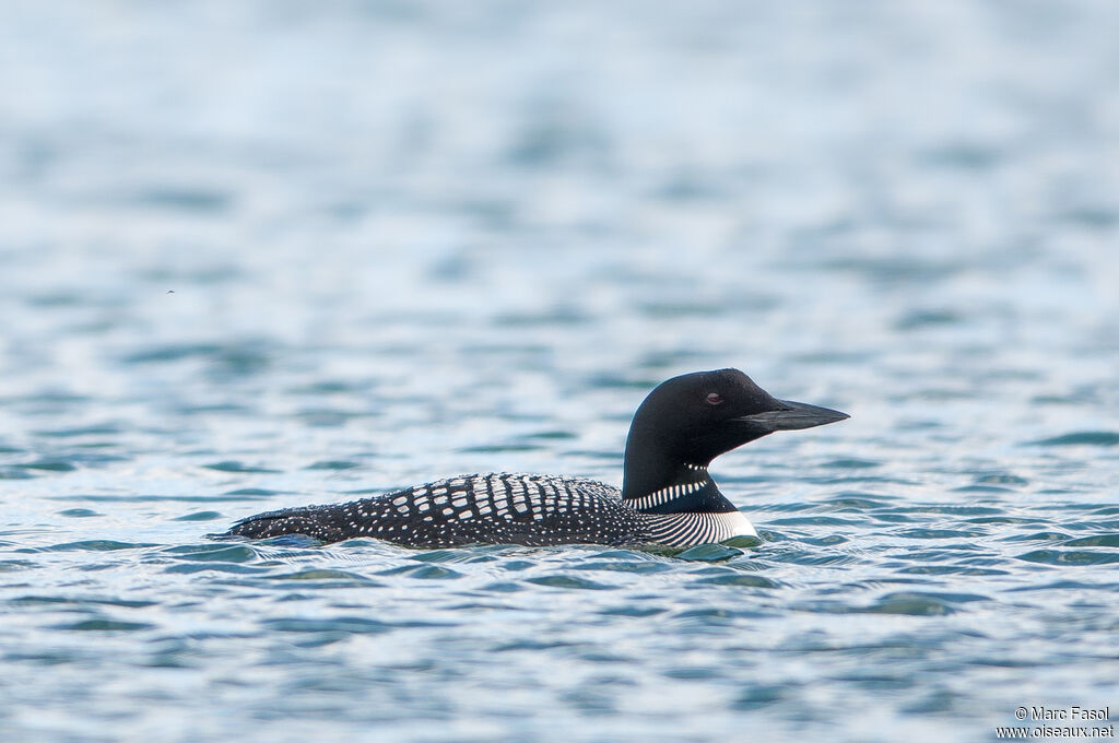 Plongeon imbrinadulte nuptial, identification