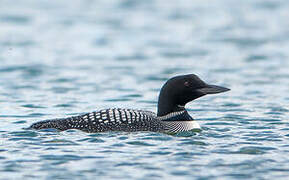 Common Loon