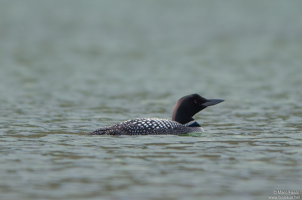 Common Loonadult breeding, identification, swimming