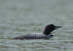 Common Loon