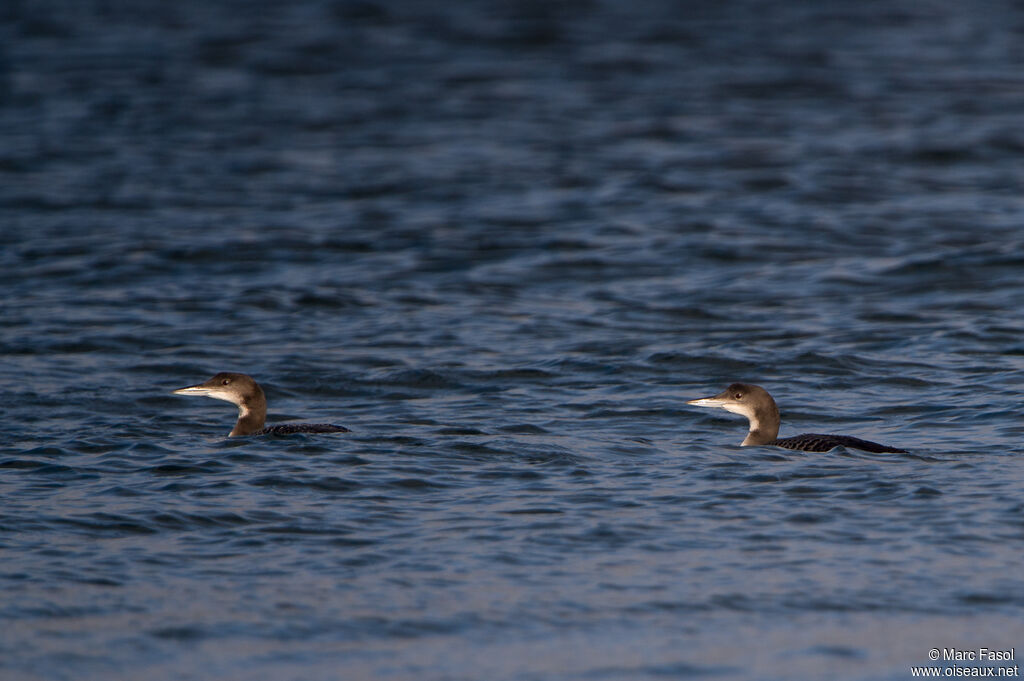 Plongeon imbrinimmature, nage