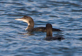 Plongeon imbrin