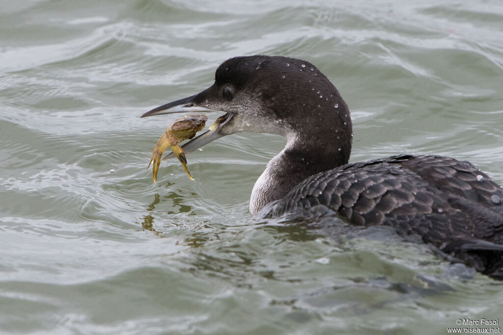 Common Loonimmature, identification, feeding habits, eats