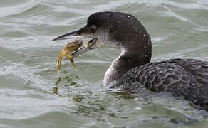 Common Loon