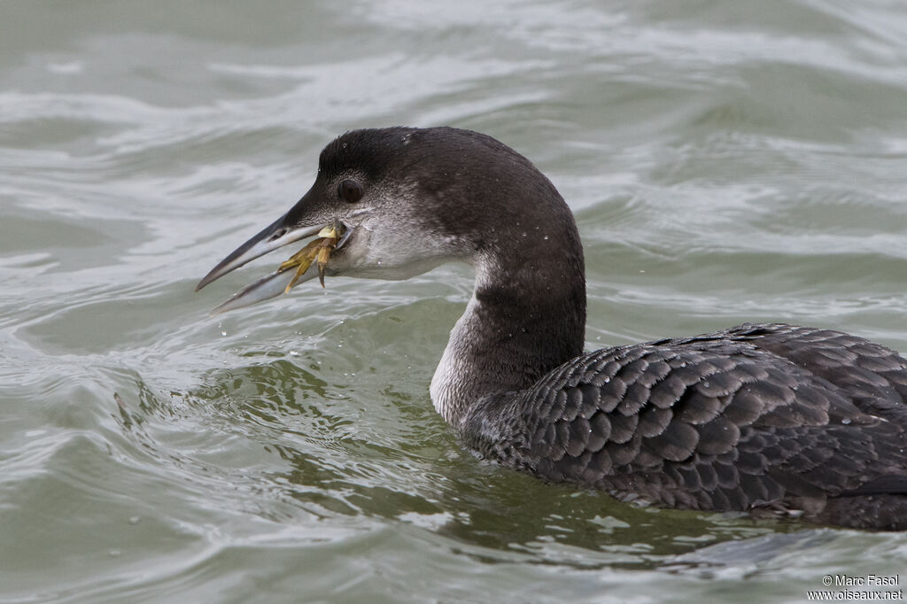 Common Loonimmature, identification, feeding habits, eats