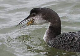 Common Loon