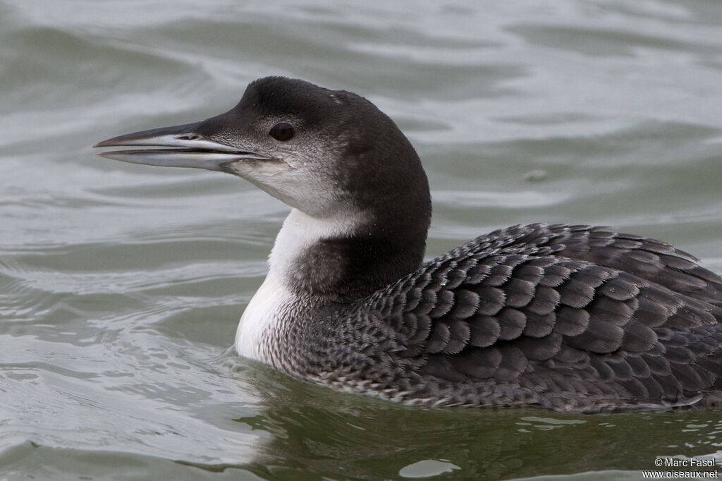 Common Loonimmature, close-up portrait