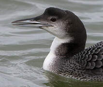 Common Loon