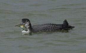 Common Loon