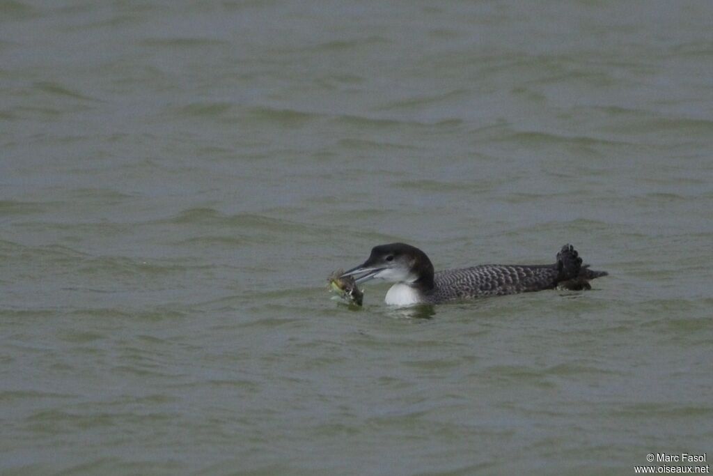 Common Loonsubadult, identification, feeding habits, Behaviour