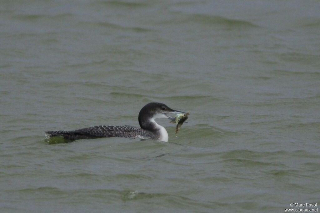 Common Loonsubadult, identification, feeding habits, Behaviour