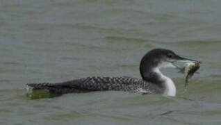 Common Loon