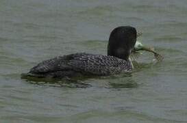 Common Loon