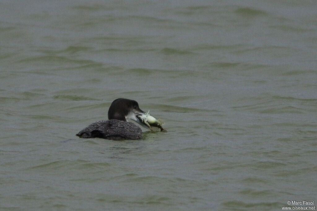 Common Loonsubadult, identification, feeding habits, Behaviour