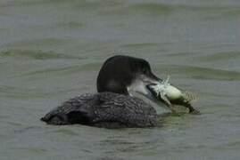 Common Loon