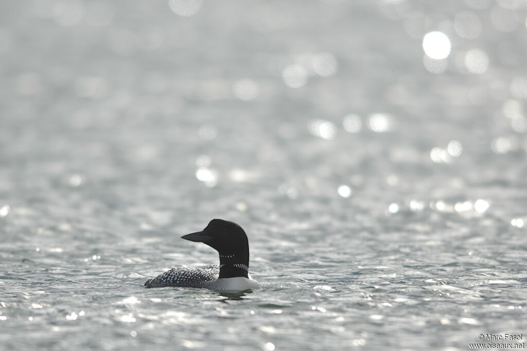 Plongeon imbrinadulte nuptial, identification, Nidification