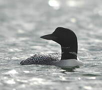 Common Loon