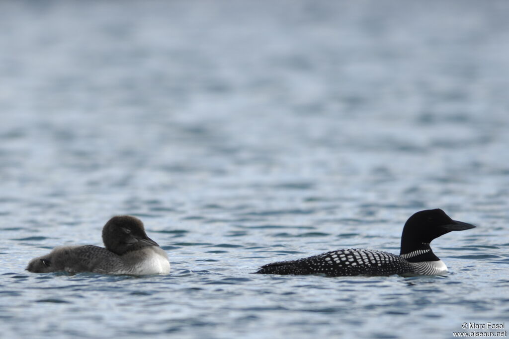 Common Loonadult breeding, Reproduction-nesting