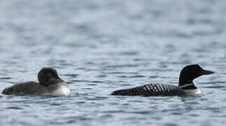 Common Loon