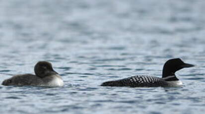 Plongeon imbrin