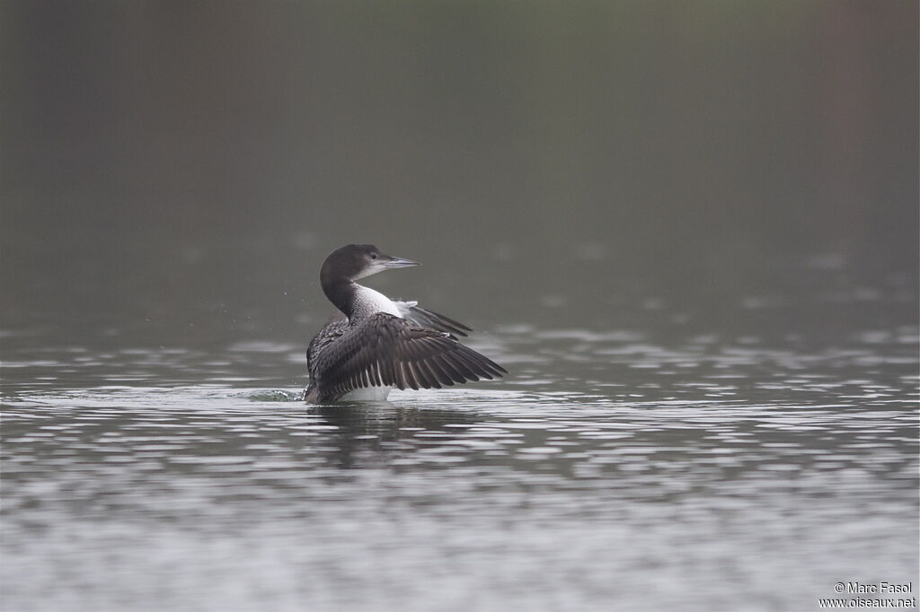 Common Loonjuvenile, identification
