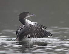 Common Loon