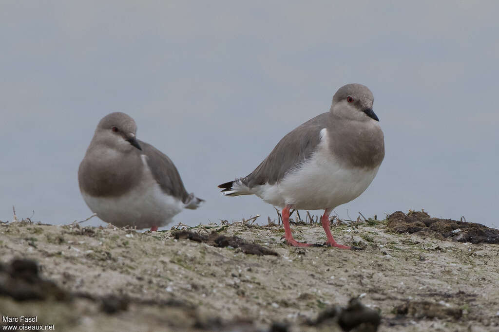 Magellanic Ploveradult breeding