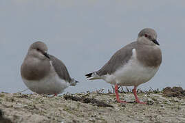 Magellanic Plover