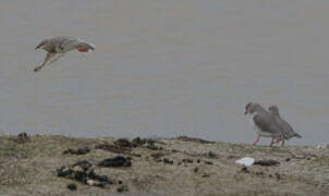 Magellanic Plover