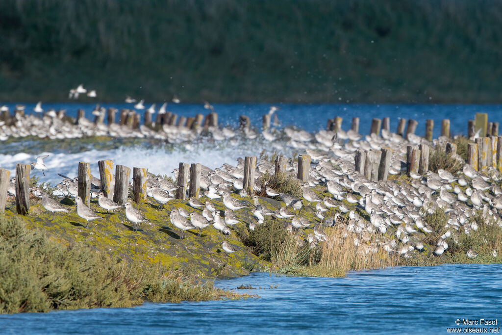 Grey Plover